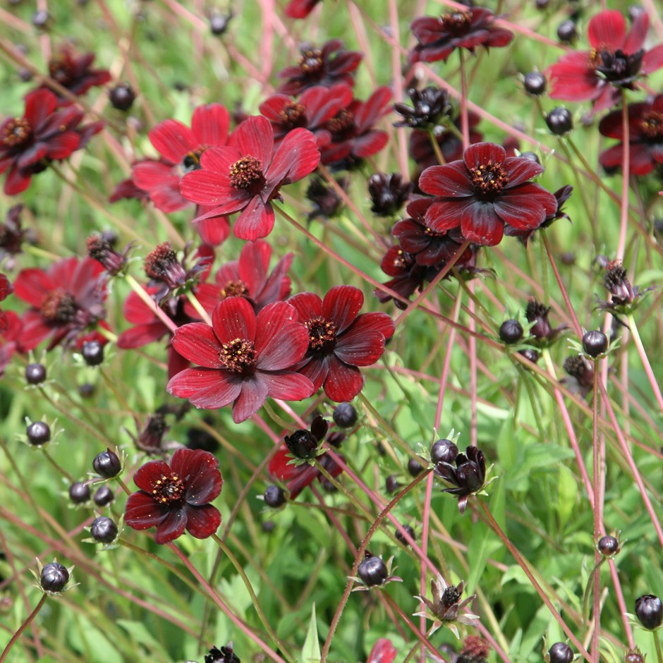Cosmos atrosanguineu